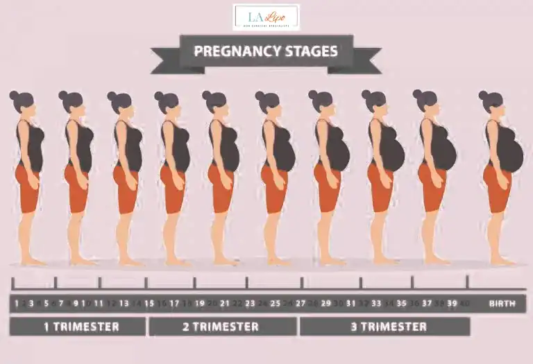 First Trimester (Weeks 1–12): Early Changes You Might Not Notice Lower Place